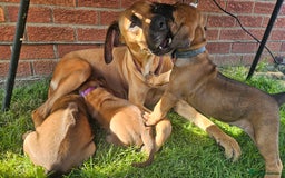 Rhodesian Ridgeback dogs for sale: Rhodesian ridgeback puppies - Image 9