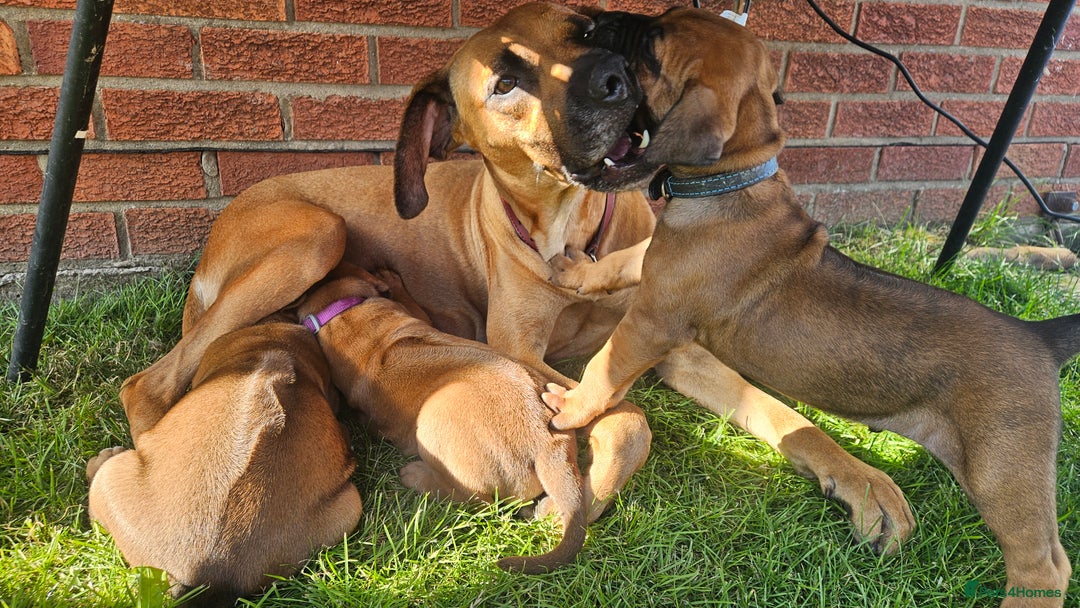 Rhodesian Ridgeback dogs for sale: Rhodesian ridgeback puppies - Image 9