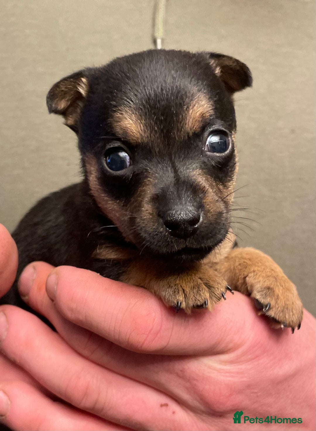 Jack Russell dogs for sale: Beautiful docked miniature Jack Russell puppies - Advert 13