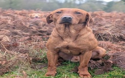 Labrador Retriever dogs for stud: FOR STUD! Fully Health Tested Labrador - Image 4
