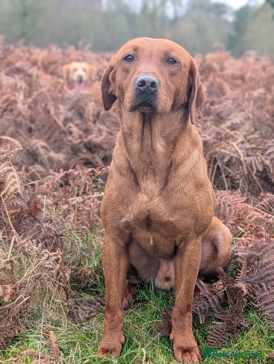 Labrador Retriever dogs for stud: FOR STUD! Fully Health Tested Labrador - Image 4