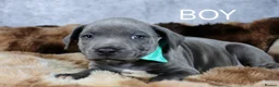 Staffordshire Bull Terrier dogs for sale: Blue staffies - Advert 8