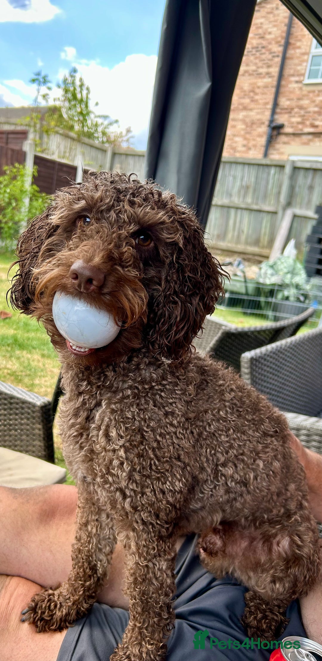 Cockapoo dogs for sale: Stunning Cockapoo puppies ready in a week  - Image 10