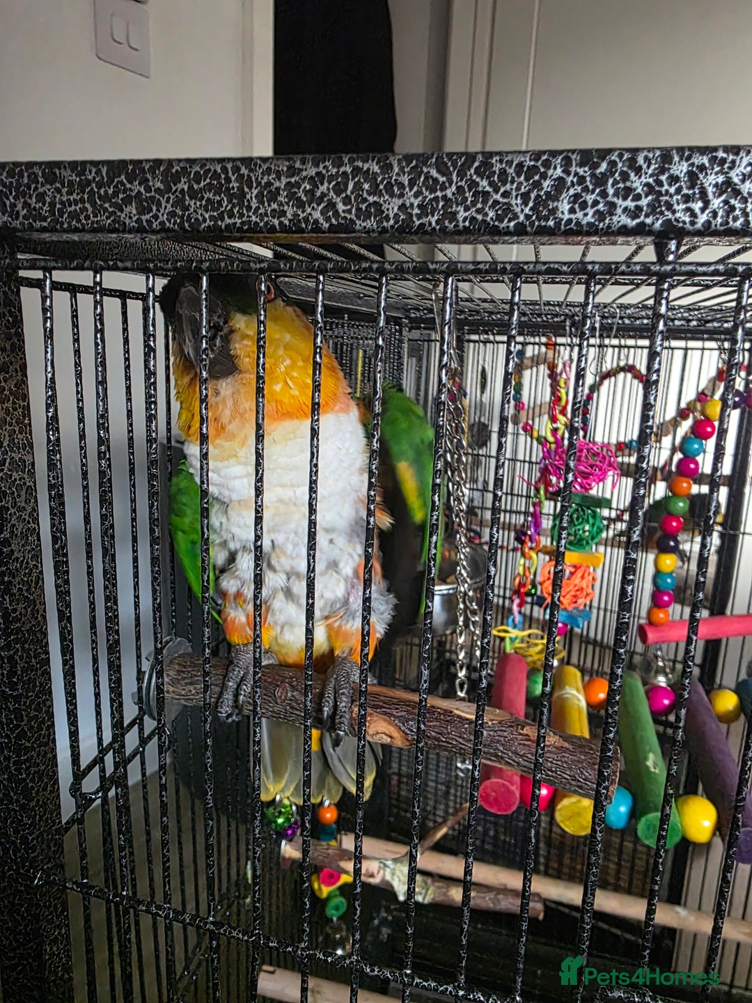 Parrots birds for sale: Pair of caiques - Advert 2