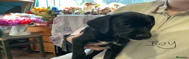 Mixed Breed 7