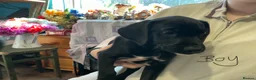 Mixed Breed dogs for sale: Puppies for sale  in Edenbridge - Advert 4