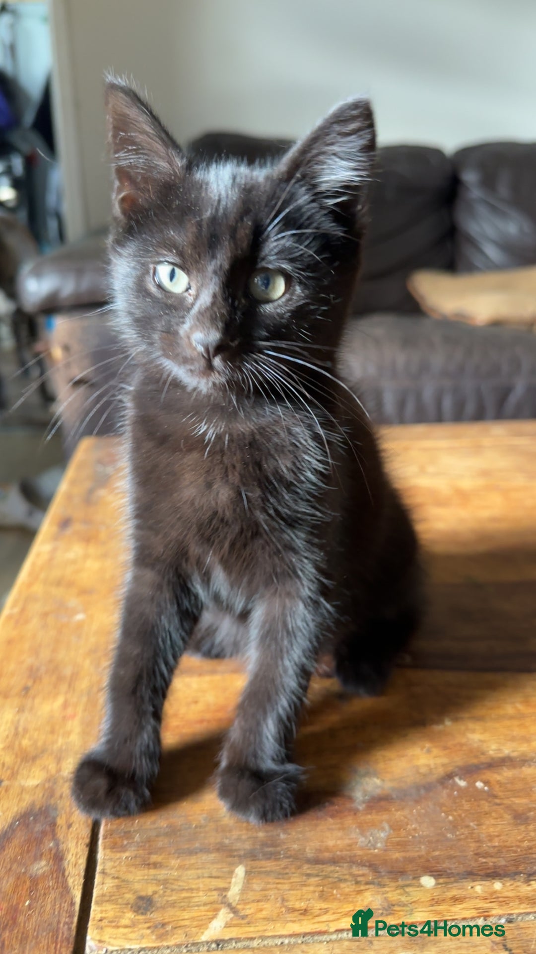 Mixed Breed cats for sale: Mixed breed kitten  - Image 2