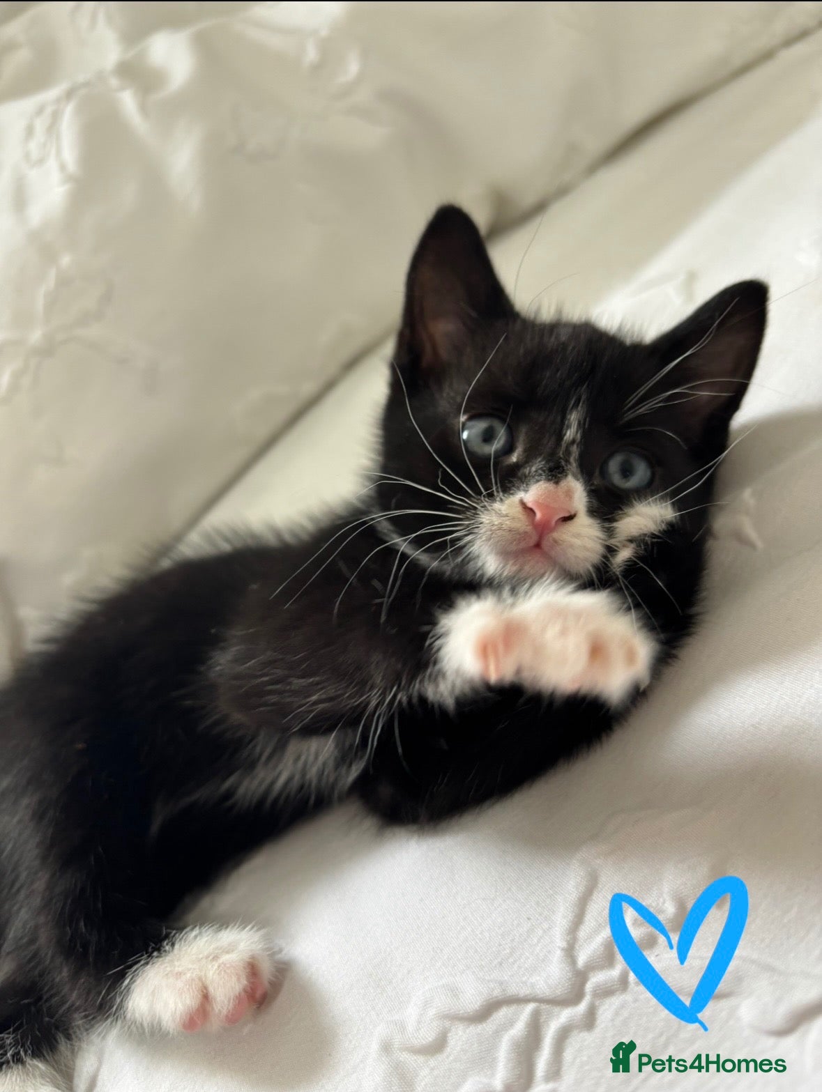 Mixed Breed cats Playful adorable kittens! - Advert 1