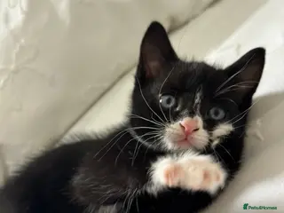 Mixed Breed cats Playful adorable kittens! - Advert 4