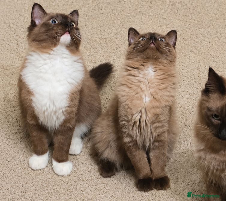 Ragdoll cats Purebred Traditional & Cherubim (Mink) Ragdolls - Advert 13