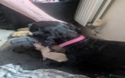 Mixed Breed dogs for sale: Gorgeous puppies looking for forever homes - Image 4