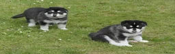 Northern Inuit dogs for sale: Last boy available from health tested parents - Advert 35