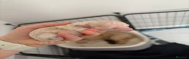 Cockapoo 2