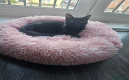 Mixed Breed cats for sale: Remy&simba need rehoming - Image 2