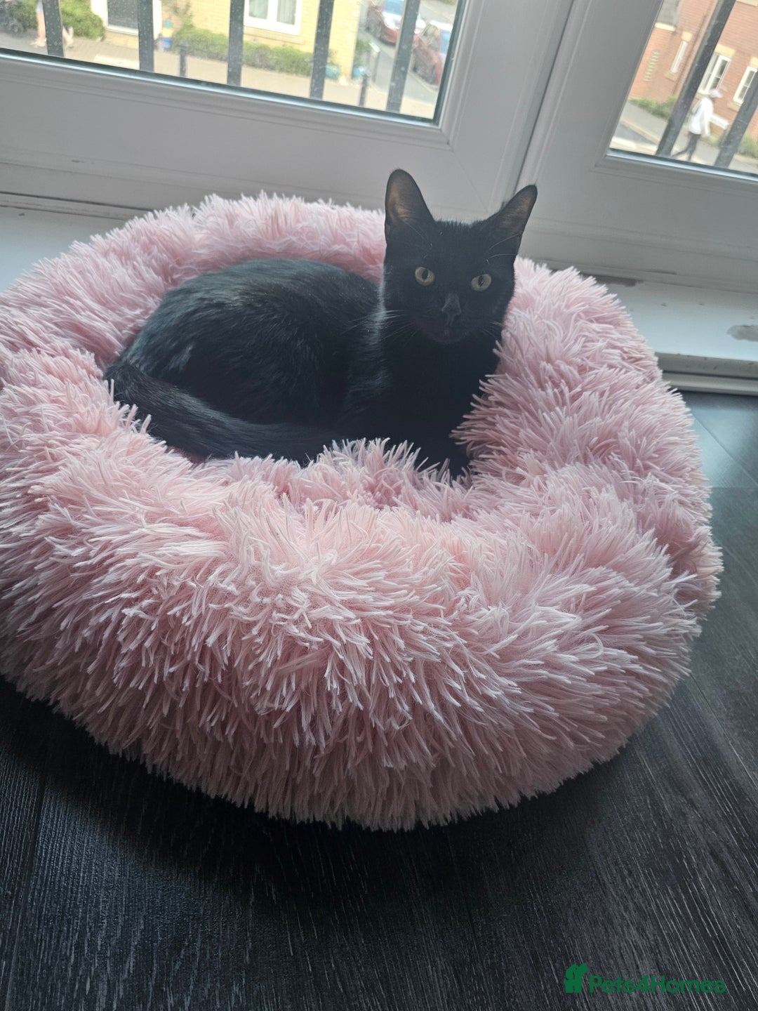 Mixed Breed cats for sale: Remy&simba need rehoming - Image 2