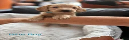 Cockapoo dogs for sale: F2 Cockapoo Puppies - Home Bred - Advert 22