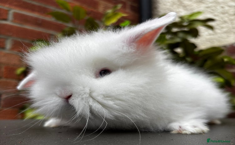Lionhead rabbits - Advert 2