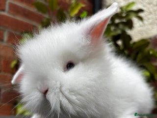 Lionhead rabbits - Advert 6