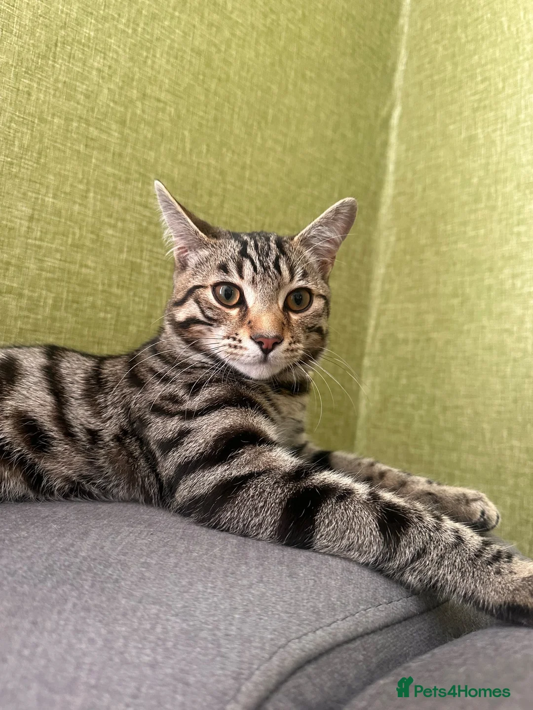 Bengal cats for sale: 6 month old kitten looking for a loving home  - Advert 1