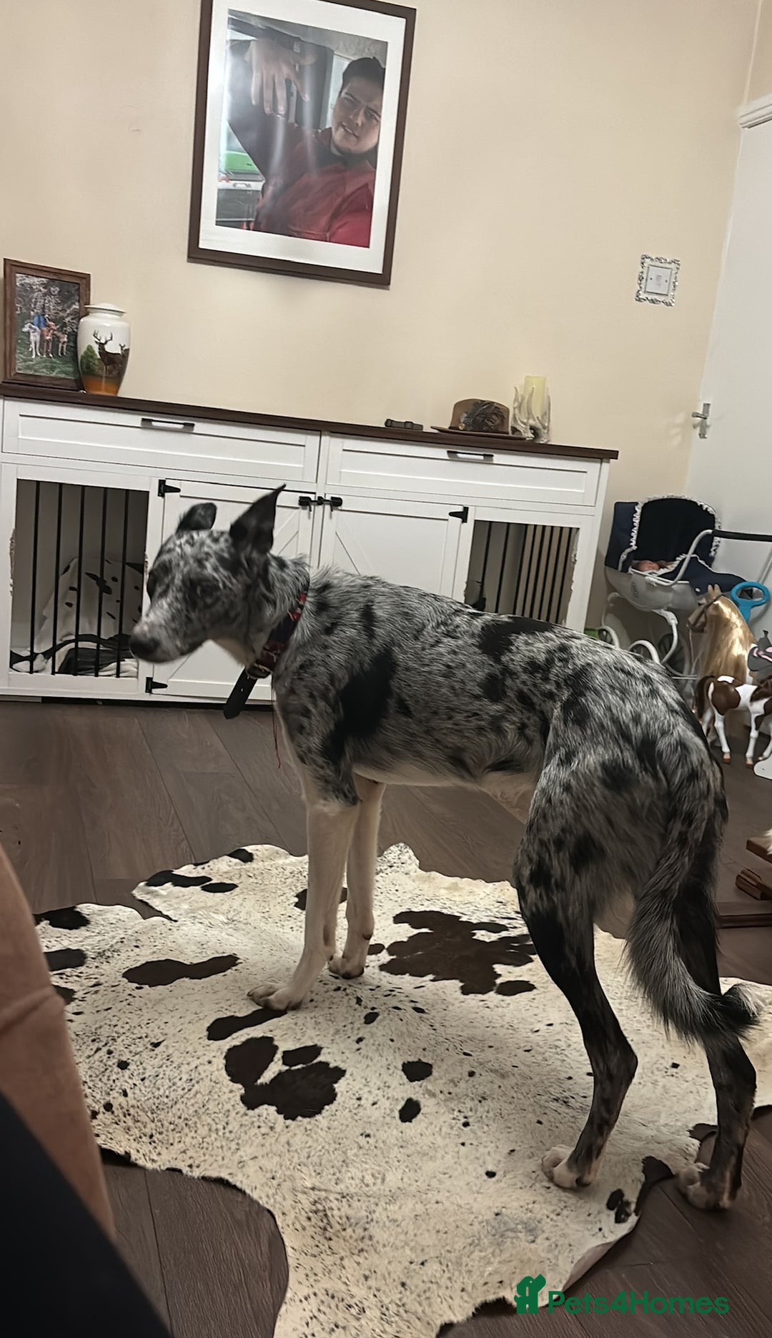 Deerhound dogs for stud: STUD  in Crook - Image 4
