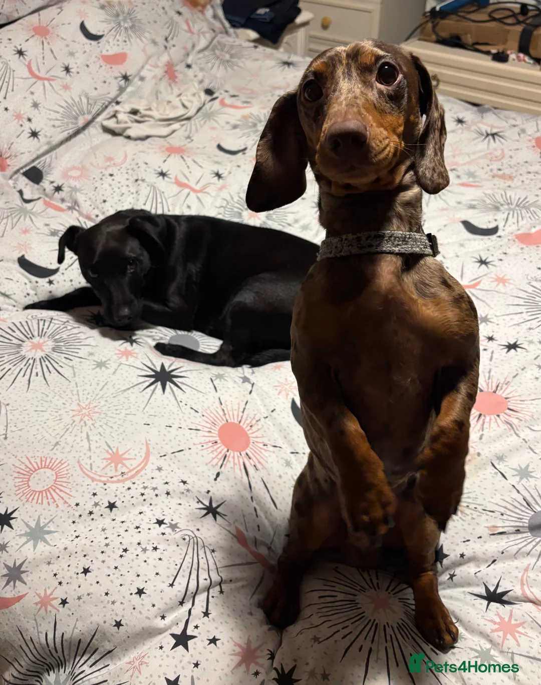 Mixed Breed dogs for sale: Dachshund cross 😍 - Advert 34