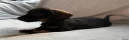 Dachshund dogs for sale: Stunning Dachshund Puppies For Sale - Advert 5