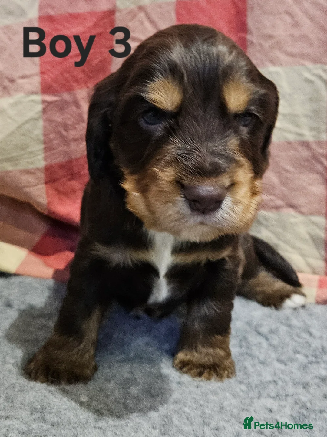 Cocker Spaniel dogs for sale: Gorgeous Show type Cocker Spaniel puppies - Advert 9
