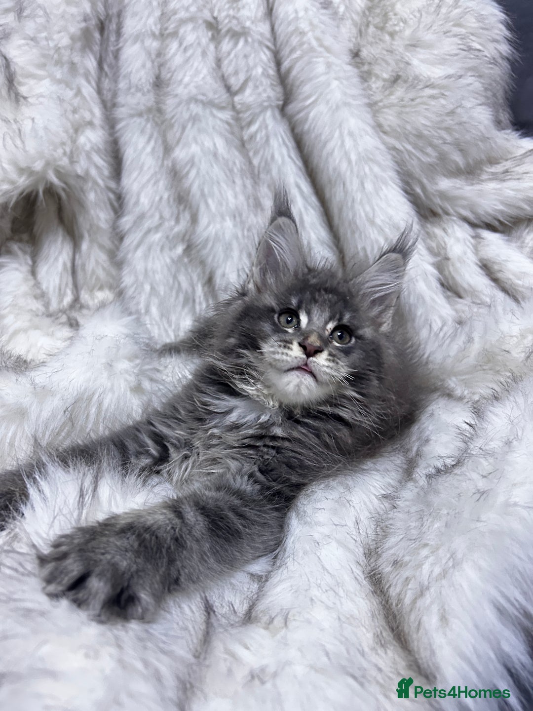 Maine Coon cats for sale: Maine Coon - Advert 5