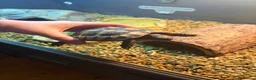 Hermann Tortoise reptiles for sale: Herman tortoise with enclosure set  - Advert 4