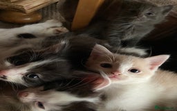 Mixed Breed cats for sale: Beautiful Mixed grey kitten ready for a new home! - Image 6