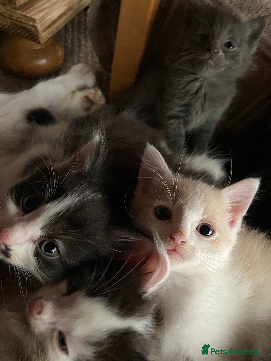 Mixed Breed cats for sale: Beautiful Mixed grey kitten ready for a new home! - Image 6