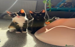 RagaMuffin cats for sale: Ragamuffin kittens  - Image 31