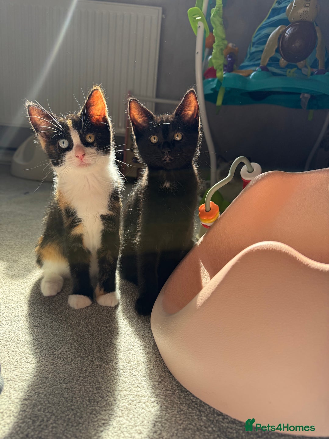 RagaMuffin cats for sale: Ragamuffin kittens  - Image 31