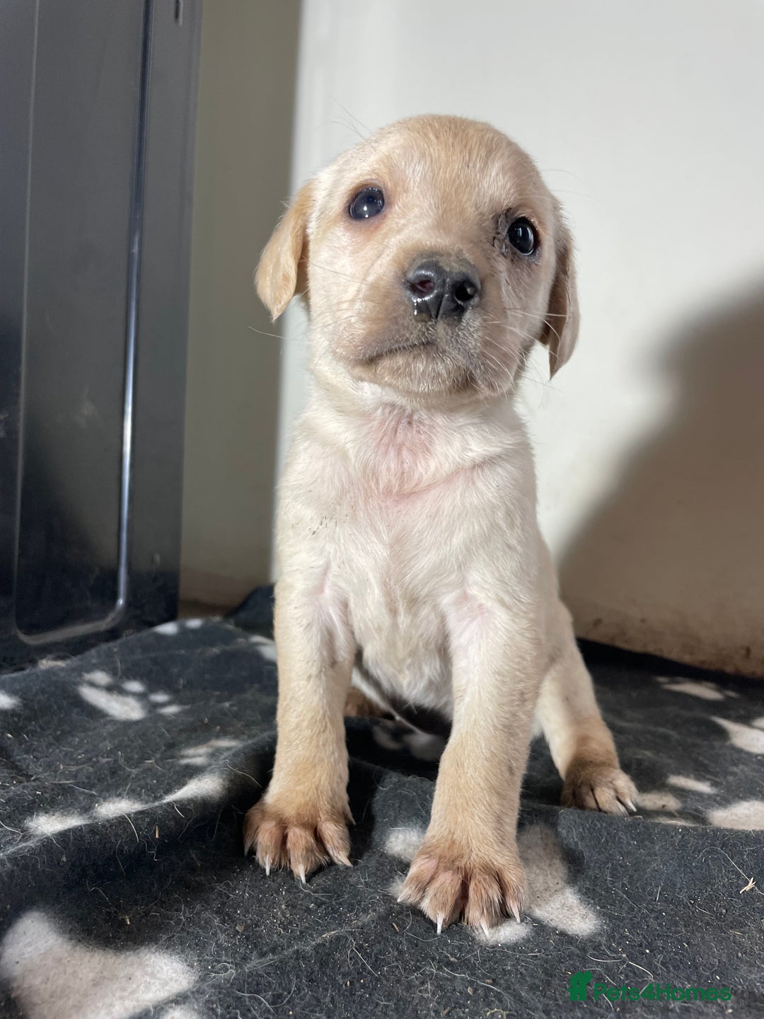 Labrador Retriever dogs for sale: Stunning chunky Labrador pups  - Advert 23