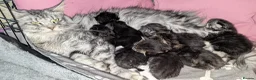 Maine Coon cats for sale: Champion Sired Maine Coon Kittens  TICA Registered in London - Advert 8