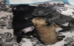 Mixed Breed dogs for sale: Little bundles of schweenie love!  - Image 27