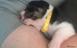 Border Collie dogs for sale: 7 beautiful border collie pups  - Advert 23