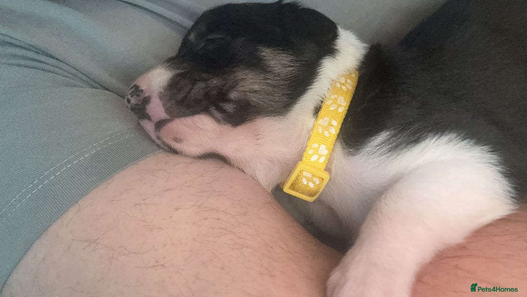 Border Collie dogs for sale: 7 beautiful border collie pups  - Advert 23