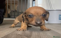 Miniature Dachshund dogs for sale: Smooth haired Miniature dachshunds - Image 16