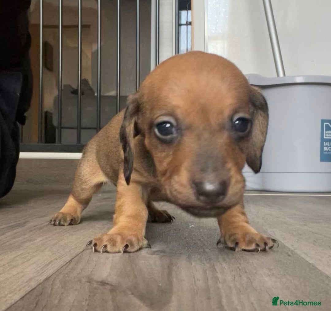 Miniature Dachshund dogs for sale: Smooth haired Miniature dachshunds - Image 16