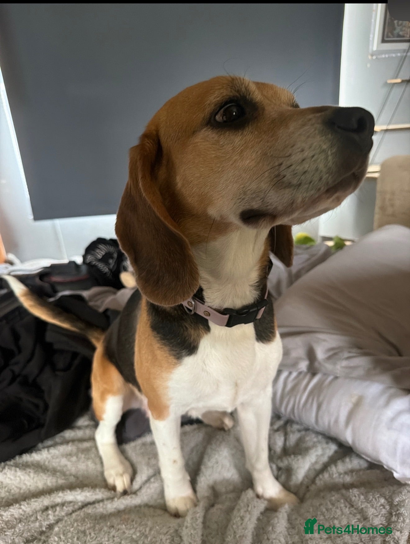 Mixed Breed dogs Bocker puppies (Beagle x Sprocker Spaniel)  - Advert 2