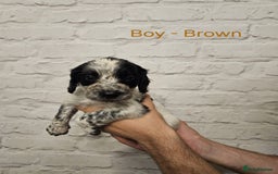 Cocker Spaniel dogs for sale: Cocker spaniels - Image 9
