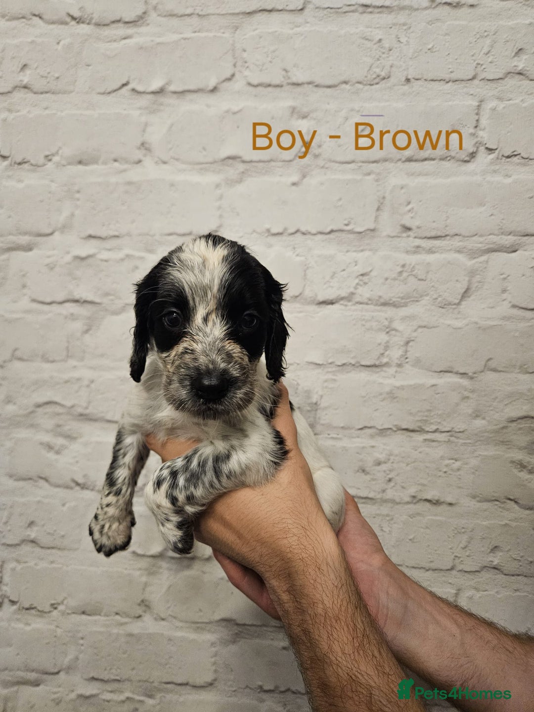 Cocker Spaniel dogs for sale: Cocker spaniels - Image 9