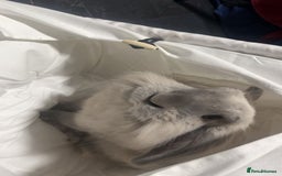 Lionhead rabbits for sale: Lionhead Rabbit, looking for a new home  - Image 2