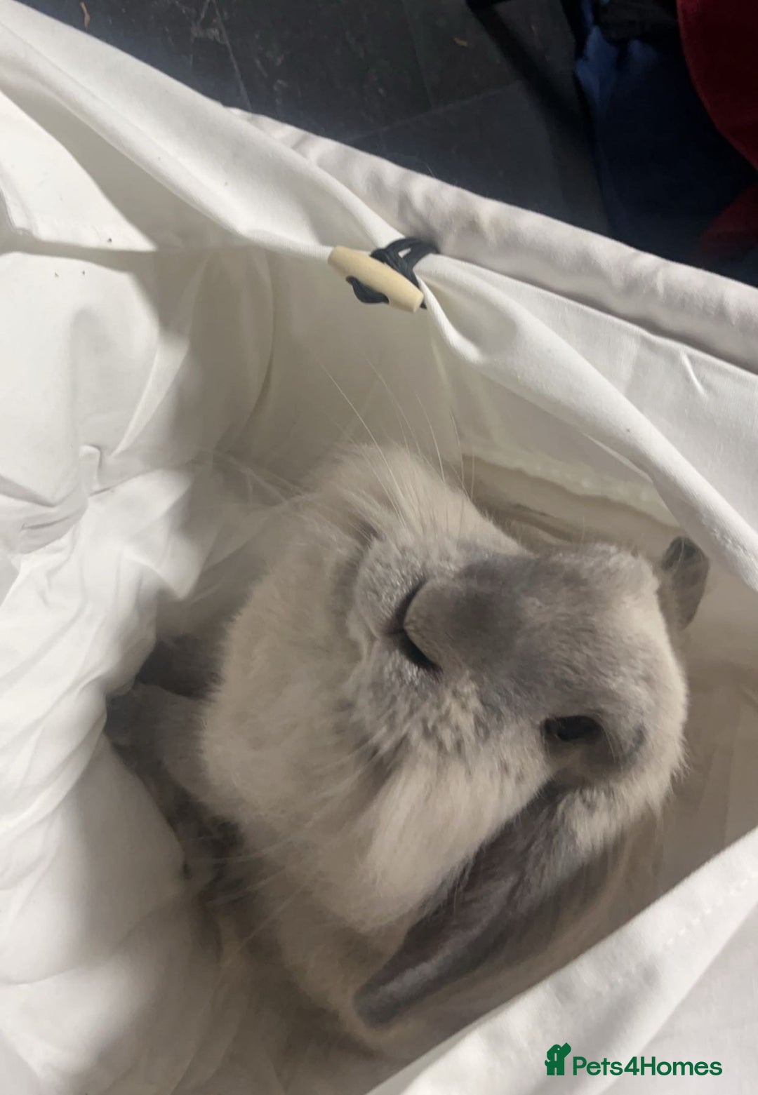 Lionhead rabbits for sale: Lionhead Rabbit, looking for a new home  - Image 2
