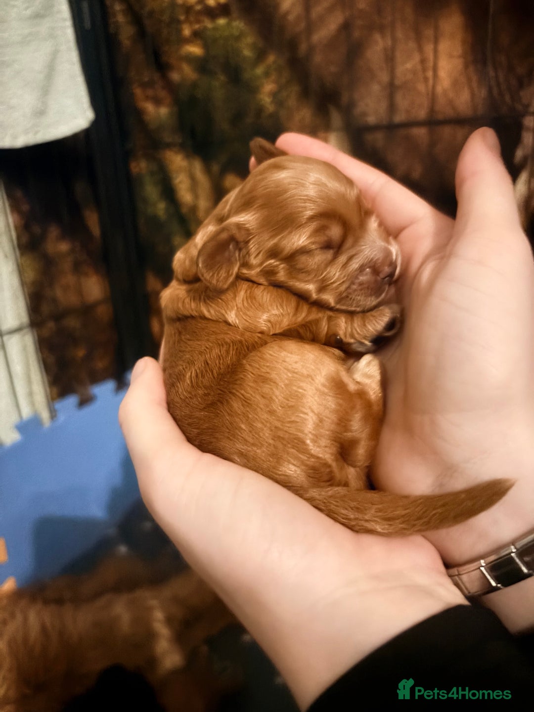 Cockapoo dogs for sale: F2 cockerpoo puppies  - Advert 20