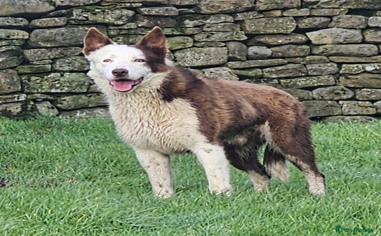 Border Collie dogs for stud - Advert 2