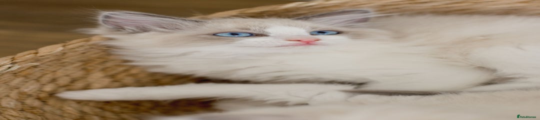 Ragdoll Kitten 1