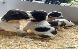 English Springer Spaniel dogs for sale: Working English springer spaniel puppies  - Image 2