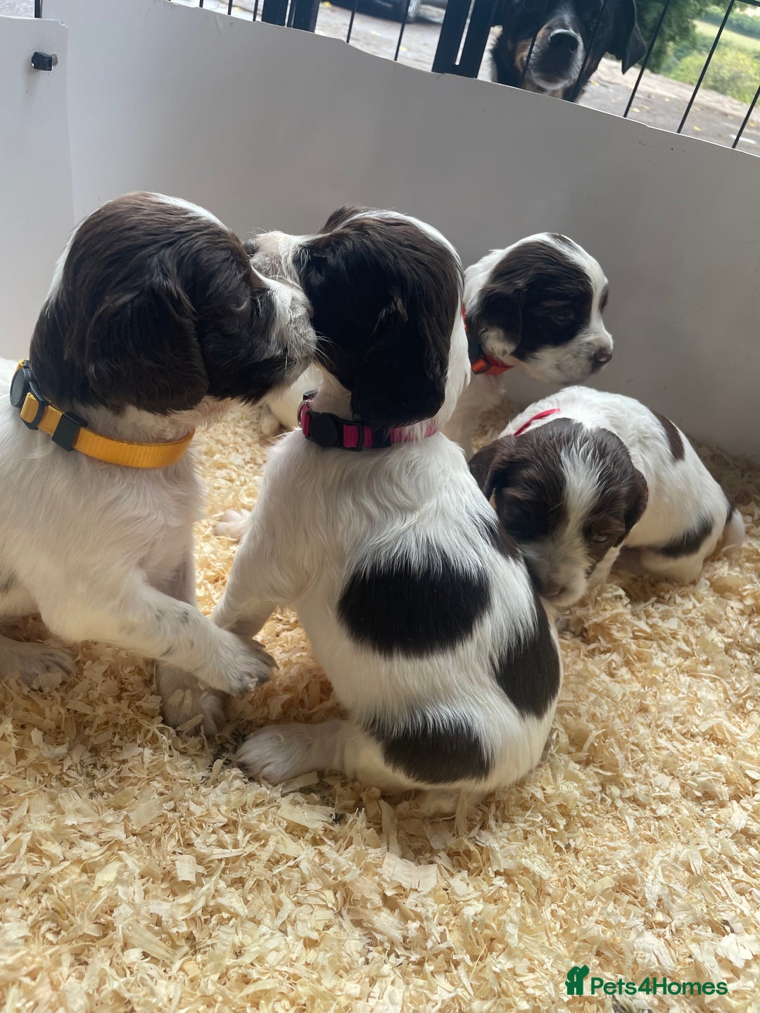 English Springer Spaniel dogs for sale: Working English springer spaniel puppies  - Image 2